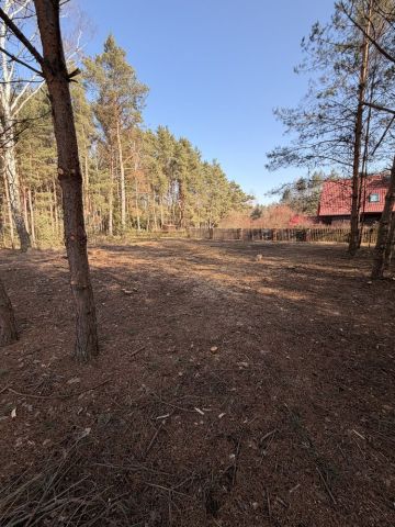 Działka leśna Zambski Kościelne. Zdjęcie 1