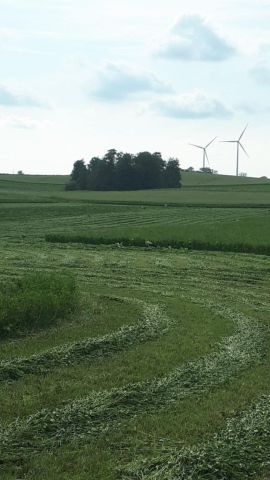 Działka rolna Radzyń-Wybudowanie. Zdjęcie 1