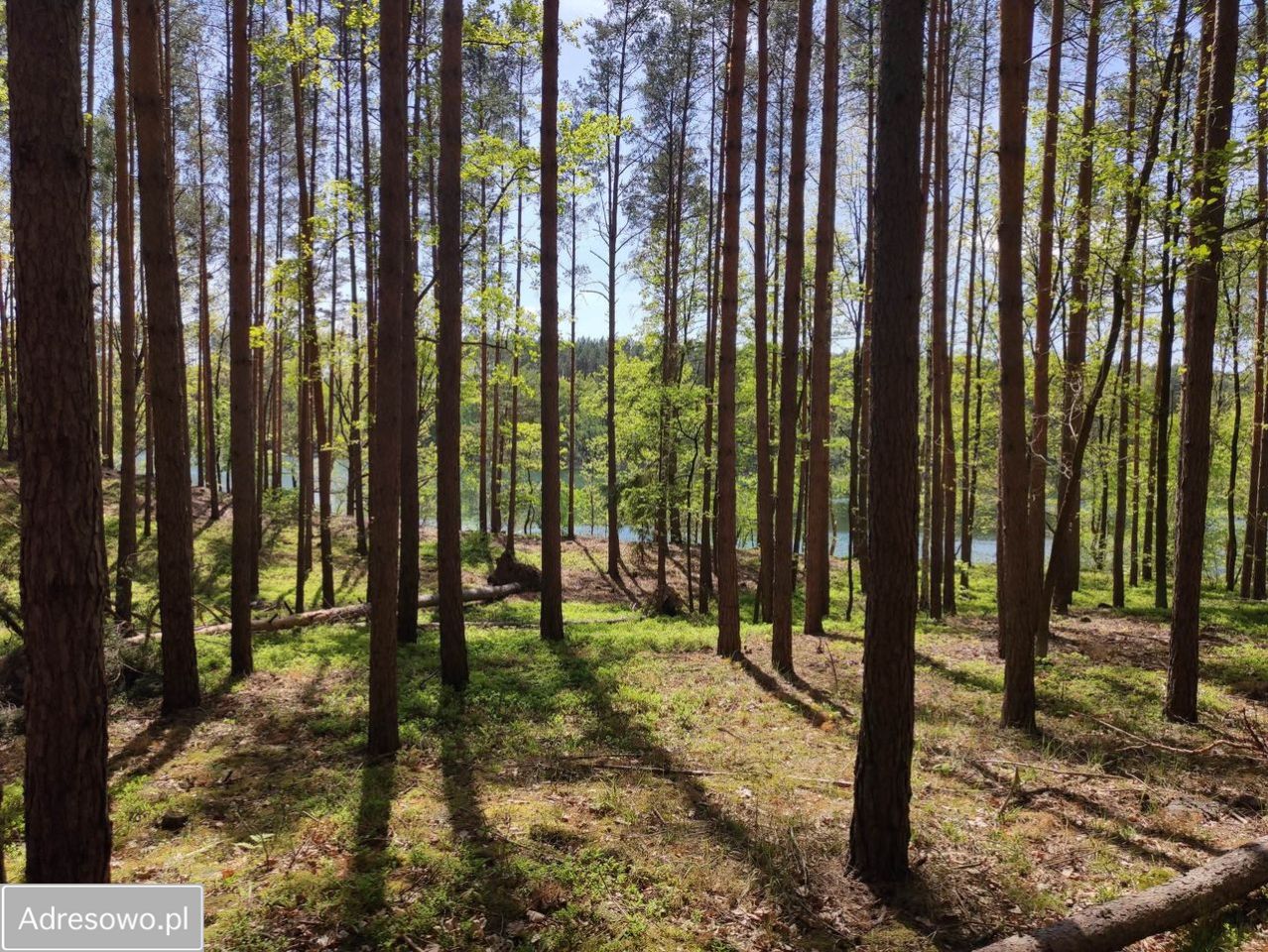 Działka rekreacyjna Borowy Młyn. Zdjęcie 9