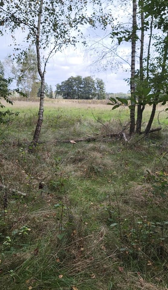 Działka leśna Koźla. Zdjęcie 6