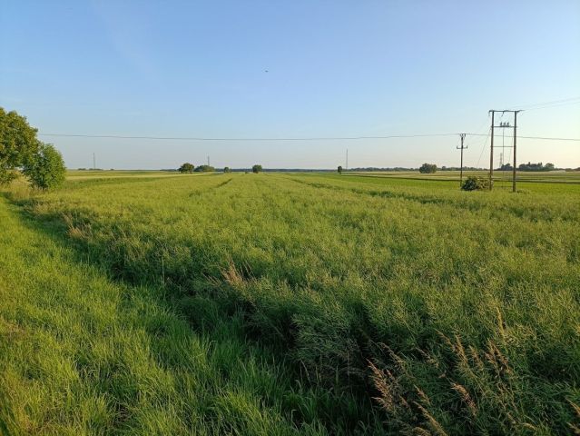 Działka rolna Brzeziny. Zdjęcie 1