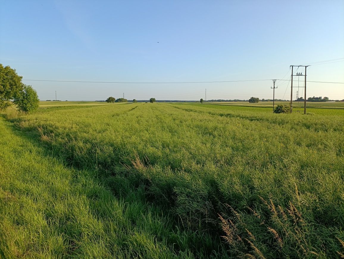 Działka rolna Brzeziny