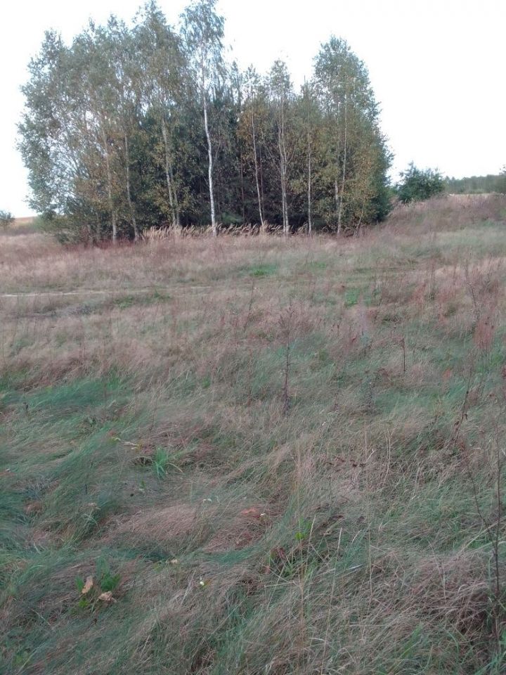 Działka leśna Gałkowice Stare