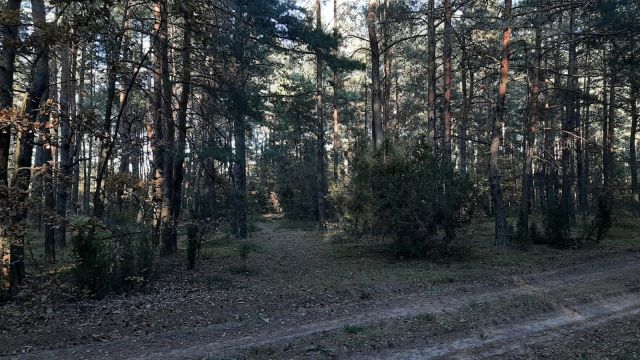 Działka leśna Makówiec Duży. Zdjęcie 1