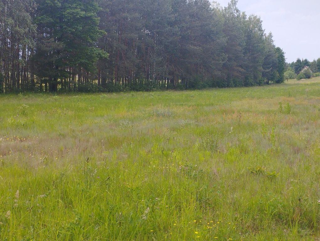 Działka budowlana Zaręby. Zdjęcie 7