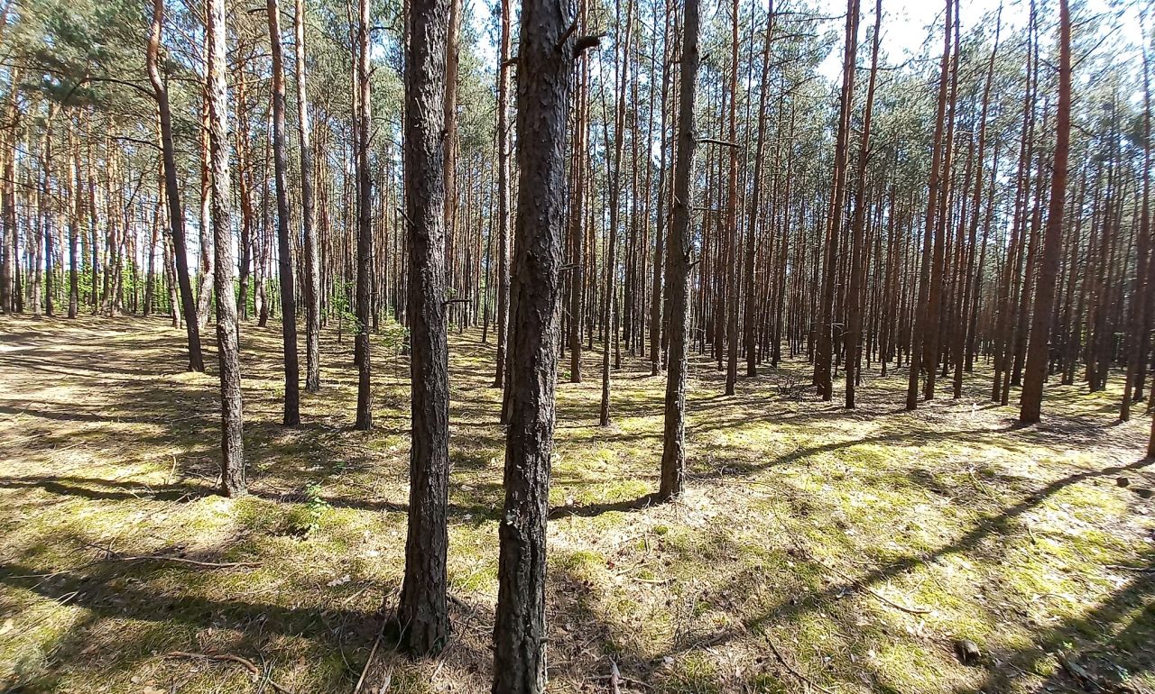 Działka leśna Kondrajec