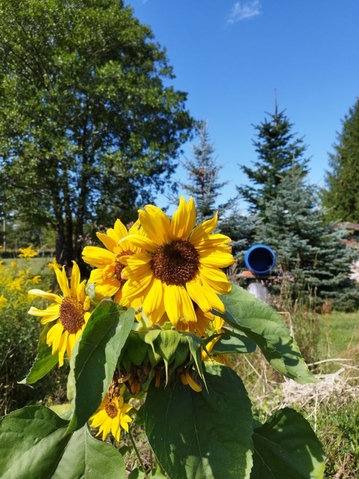 dom wolnostojący, 8 pokoi Lubień. Zdjęcie 9