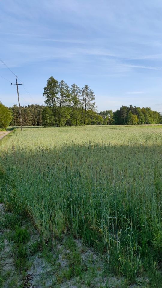 Działka leśna Włocin-Kolonia. Zdjęcie 7