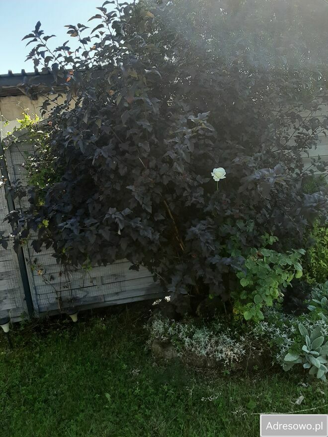 Działka rod Szczecin, ul. Wincentego Witosa. Zdjęcie 6