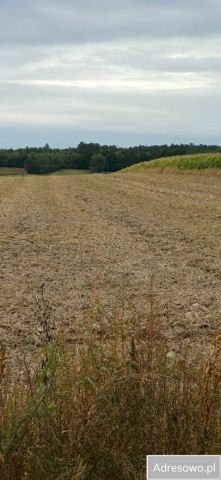 Działka budowlana Piotrków-Kolonia. Zdjęcie 1