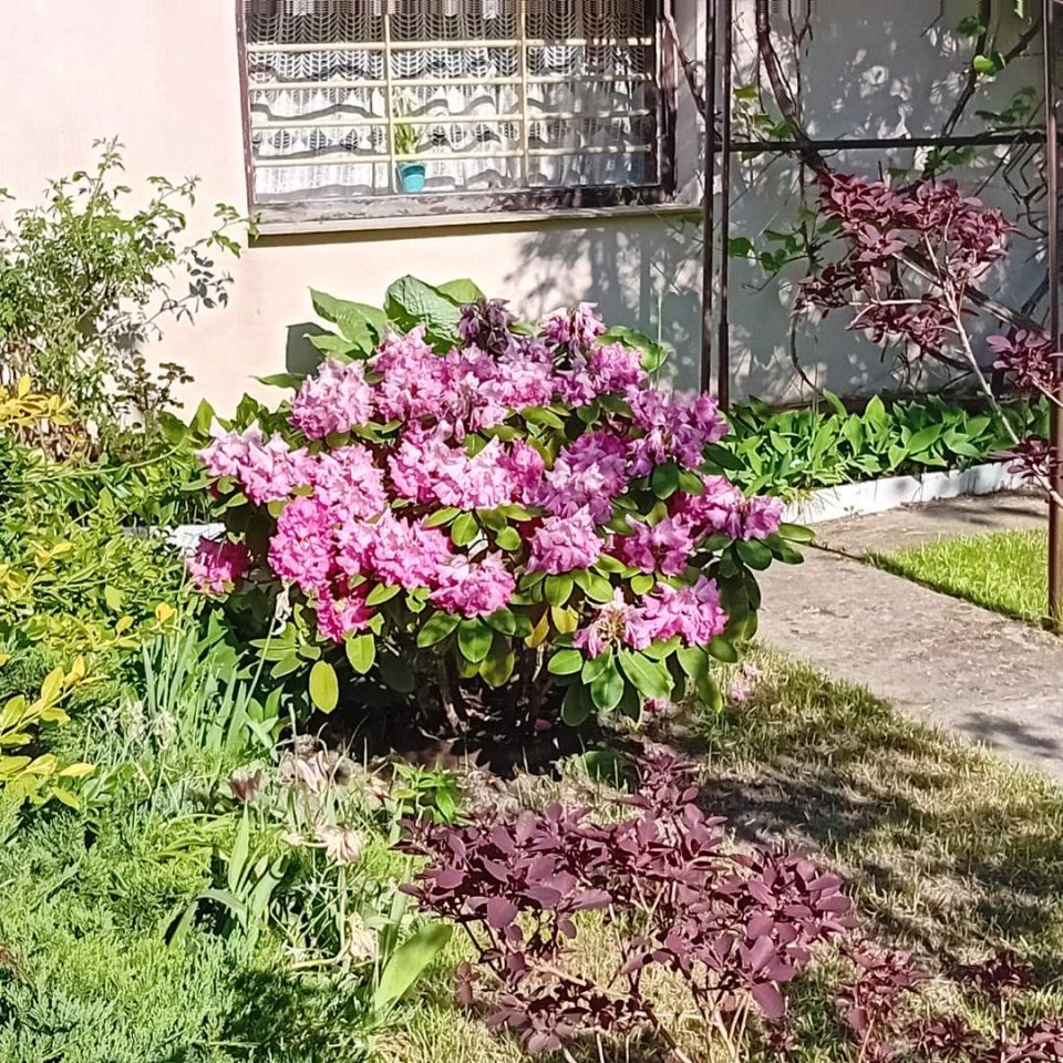 Działka rod Otwock Teklin, ul. Grunwaldzka. Zdjęcie 8