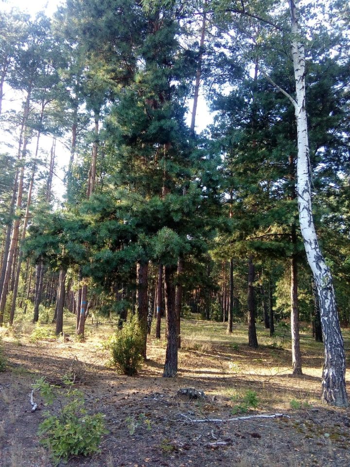 Działka Adamów. Zdjęcie 6