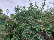 Działka rod Warszawa Mokotów. Zdjęcie 2