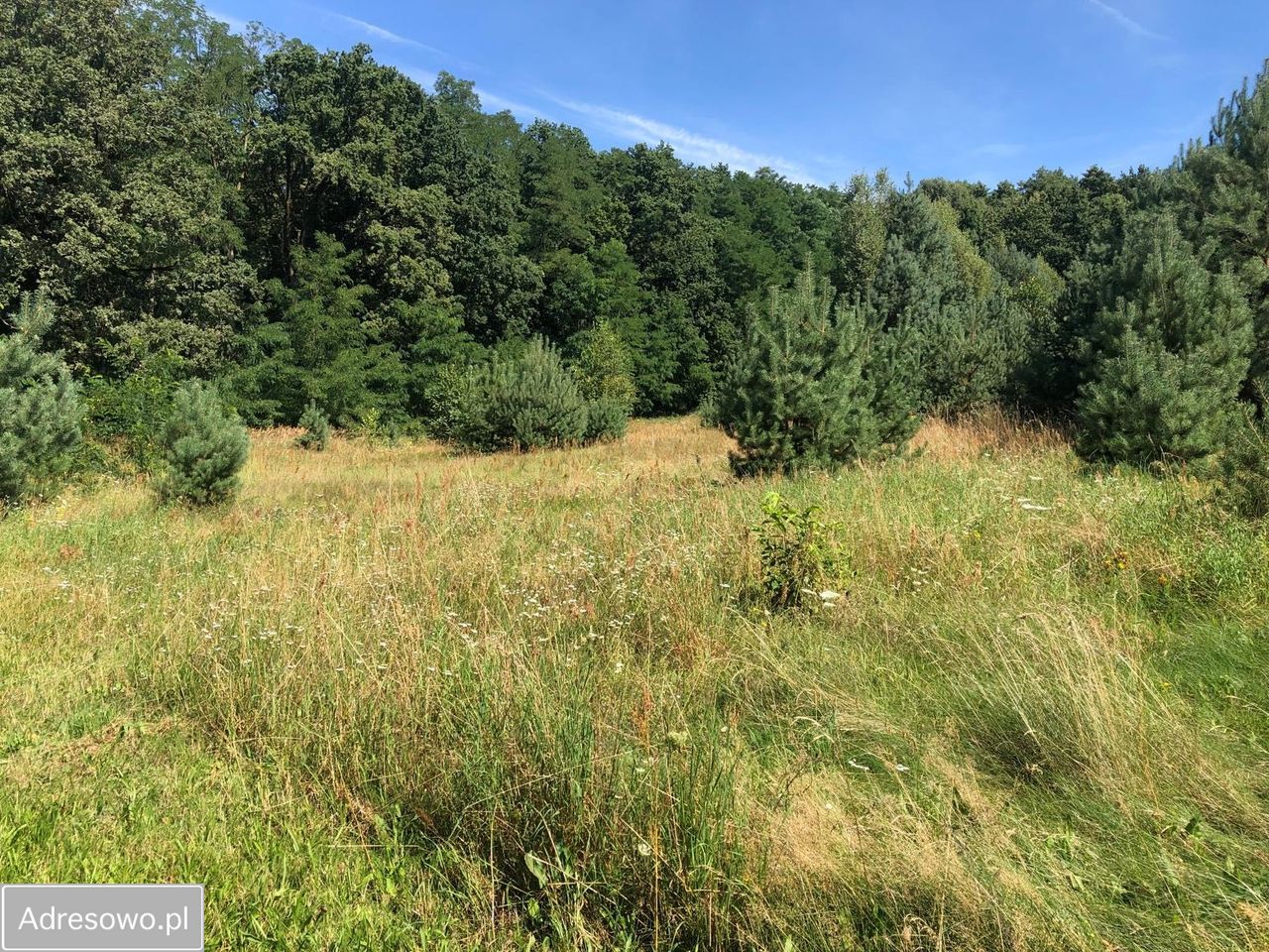 Działka budowlana Drogoszowice. Zdjęcie 6
