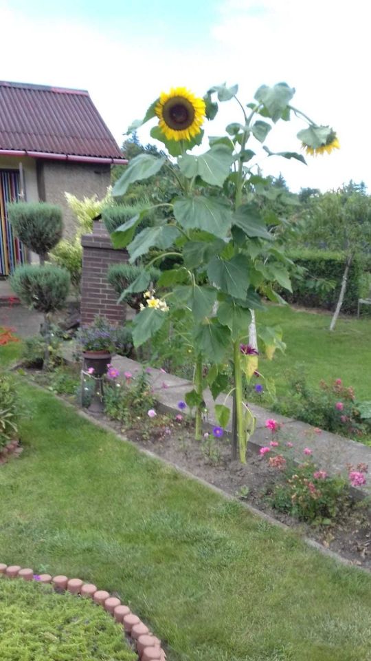 Działka rod Bielawa. Zdjęcie 6