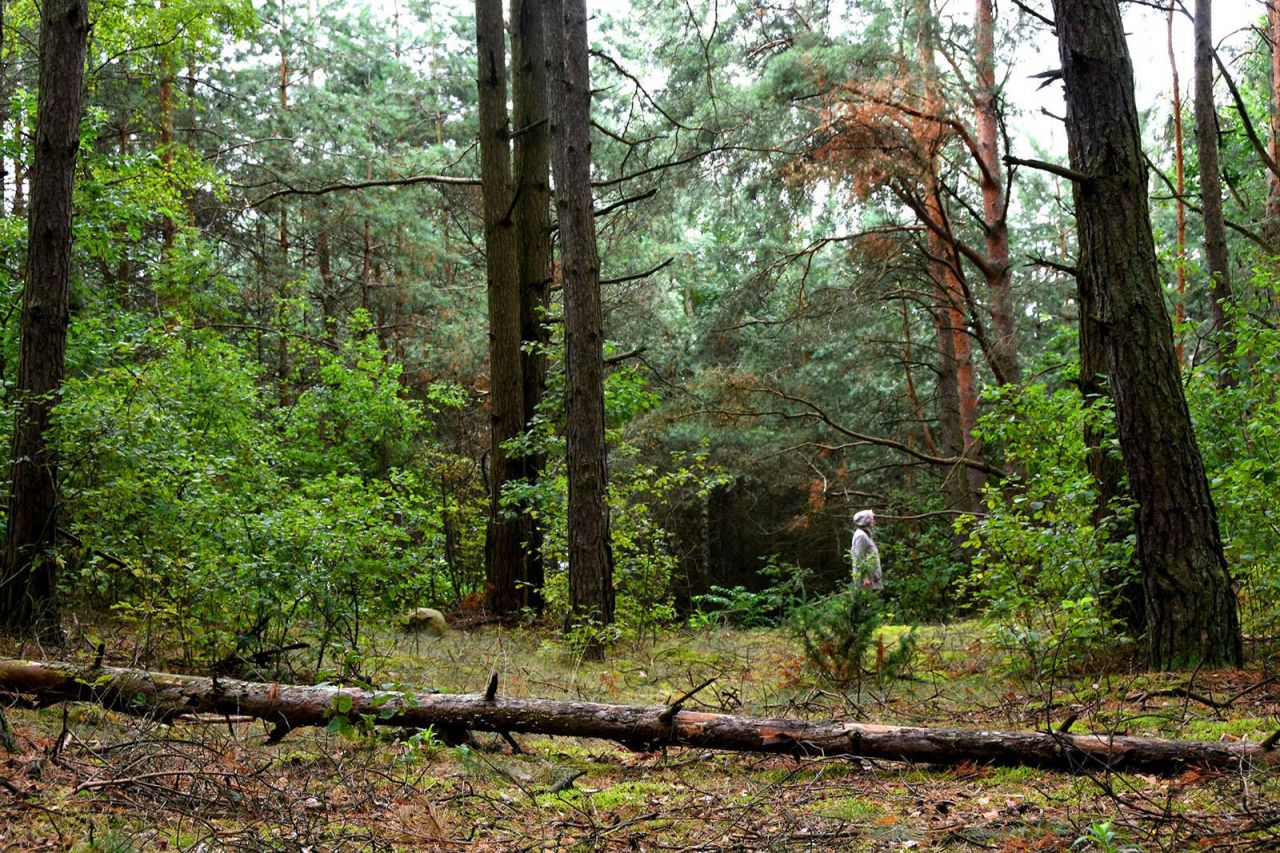 Działka leśna Turna Duża. Zdjęcie 12