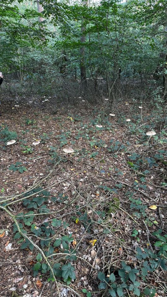 Działka rekreacyjna Sarby. Zdjęcie 3