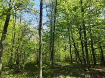 Działka leśna Niwiski. Zdjęcie 2