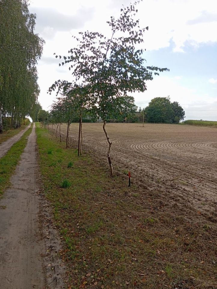 Działka budowlana Ciemniewo. Zdjęcie 6