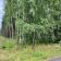 Działka leśna Bukowa. Zdjęcie 9