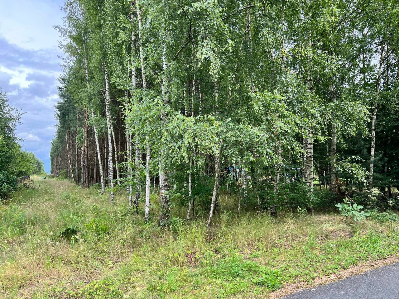 Działka leśna Bukowa. Zdjęcie 9