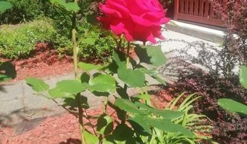 Działka rod Katowice Bederowiec