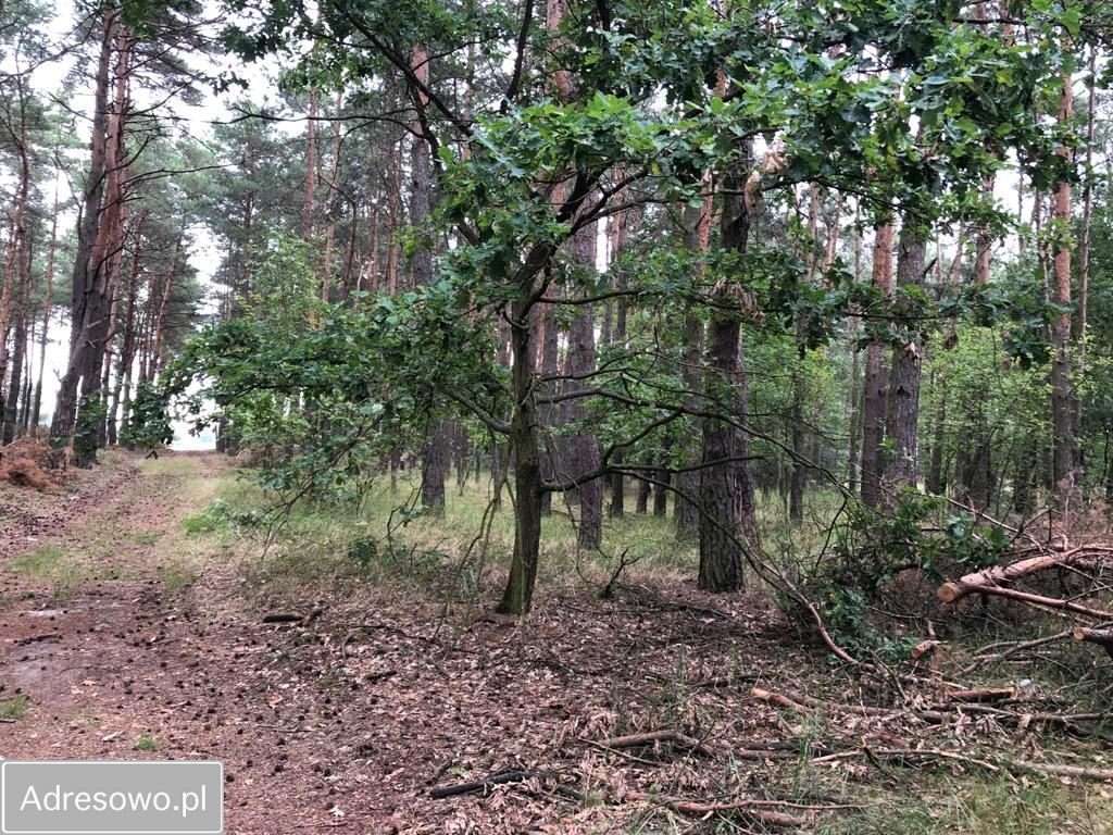 Działka budowlana Biała Panieńska. Zdjęcie 2