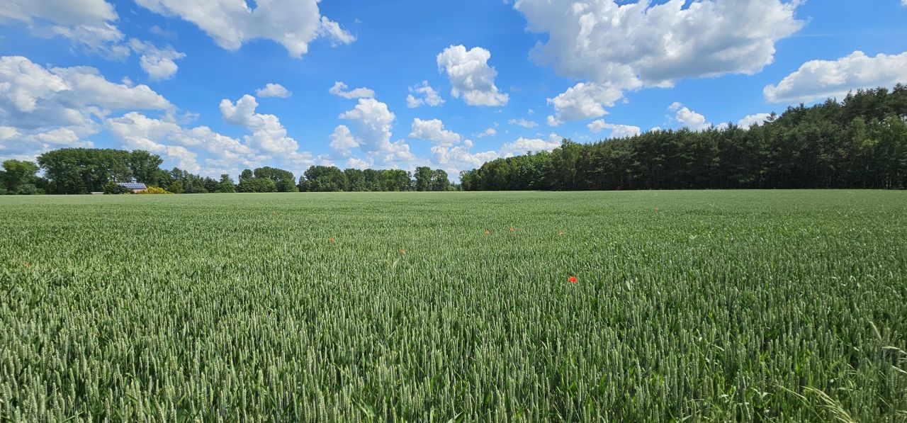Działka siedliskowa Rzgów Drugi. Zdjęcie 9