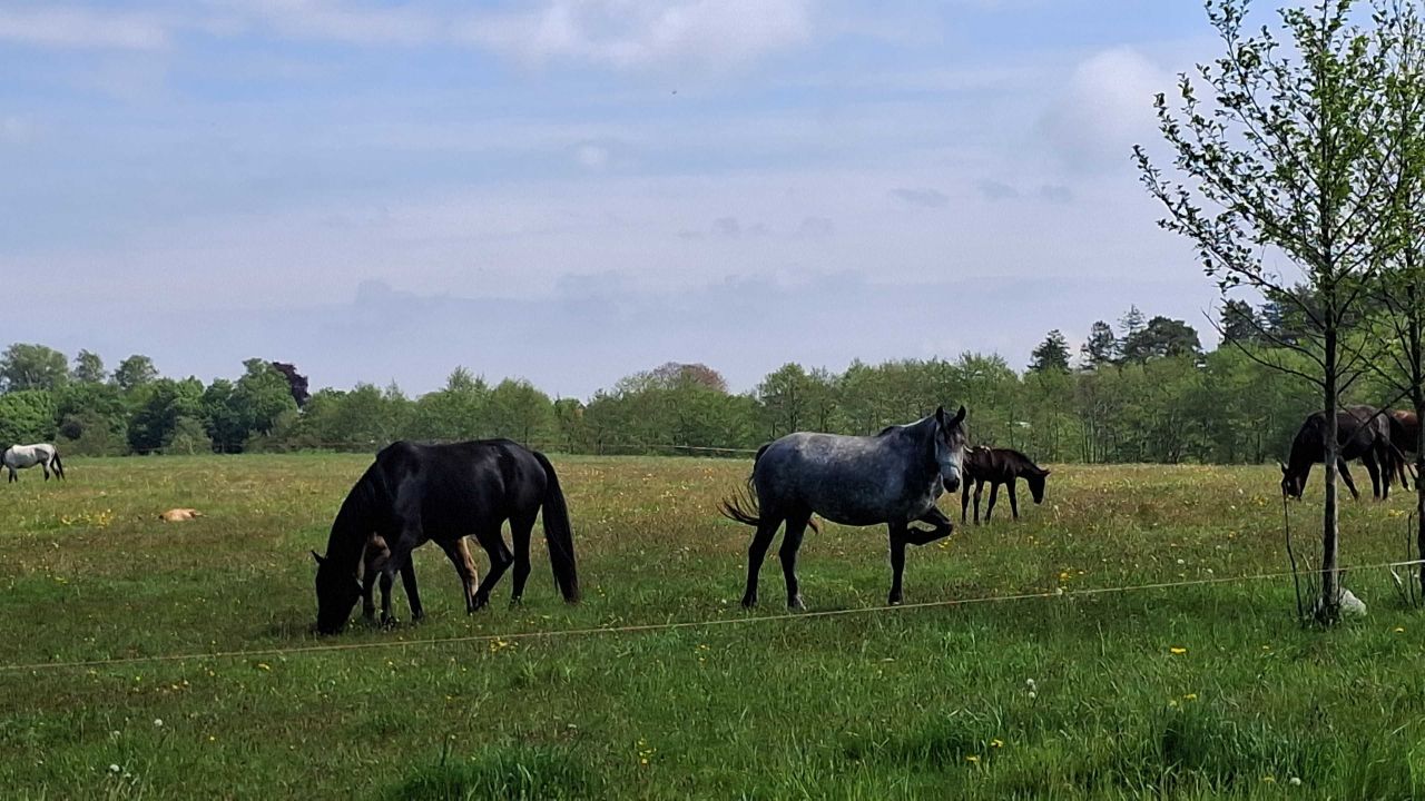 Działka budowlana Słajszewo. Zdjęcie 8