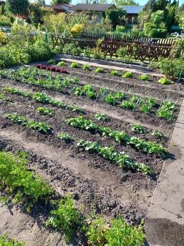 Działka rod Tarnobrzeg Bugaj, ul. św. Barbary. Zdjęcie 1