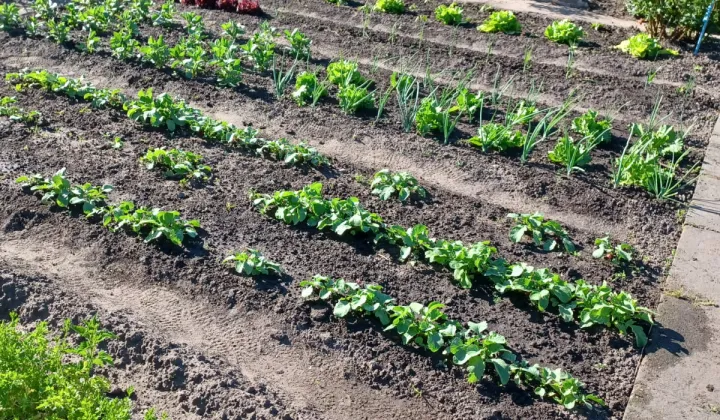 Działka rod Tarnobrzeg Bugaj, ul. św. Barbary