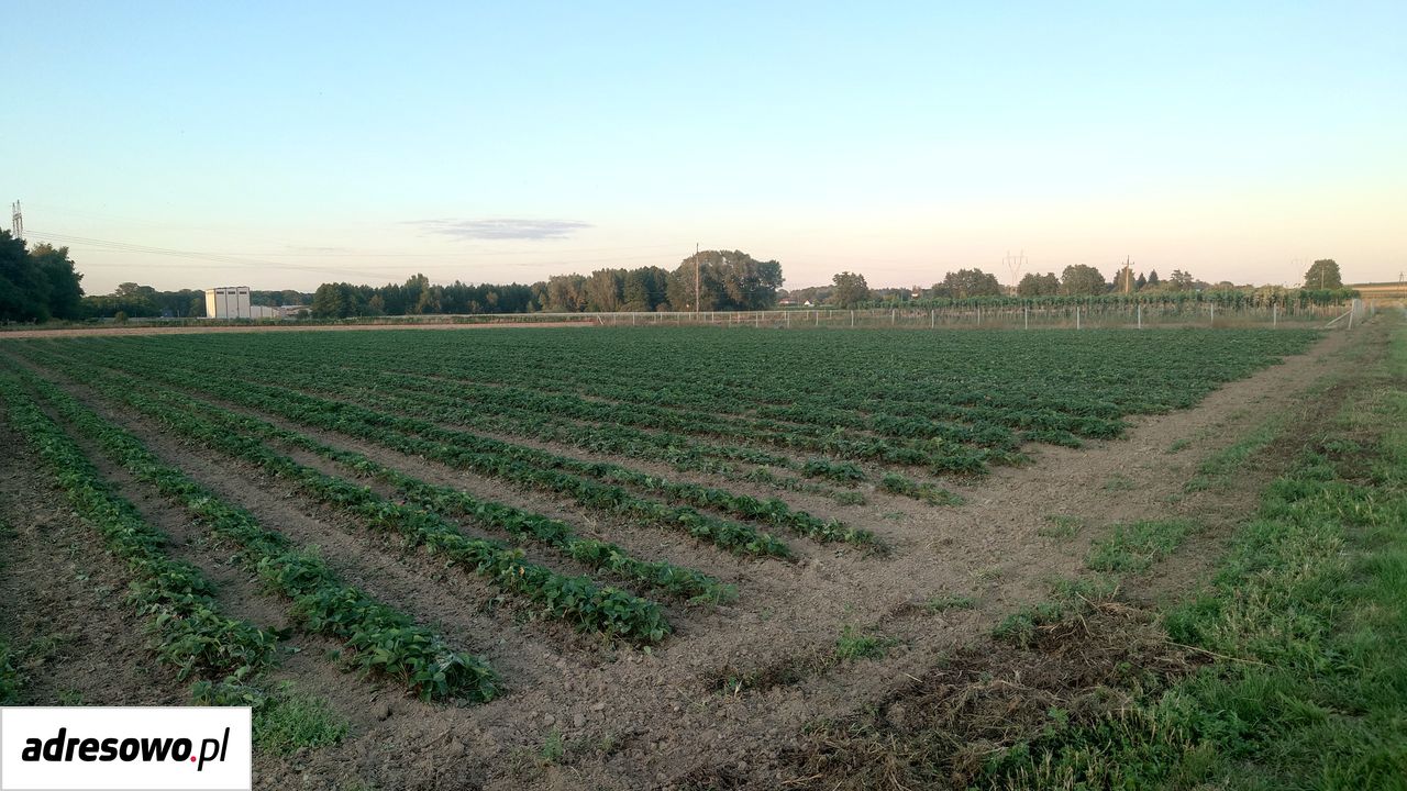 Działka budowlana Płonki. Zdjęcie 2