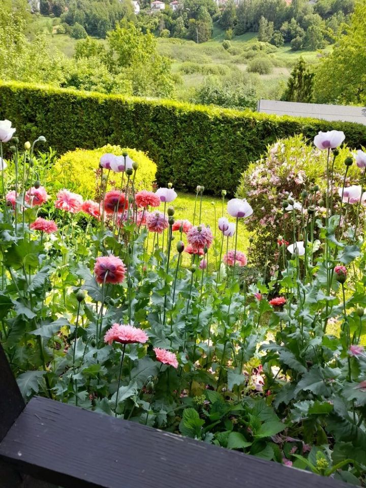 Działka rod Ostróda, ul. Wojciecha Kętrzyńskiego. Zdjęcie 6