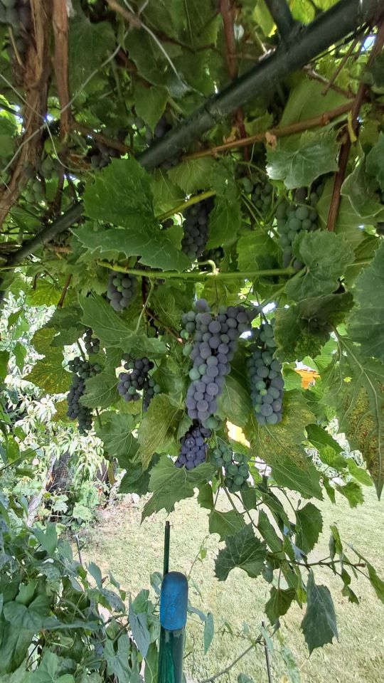 Działka rod Chorzów Centrum, ul. Nomiarki. Zdjęcie 9