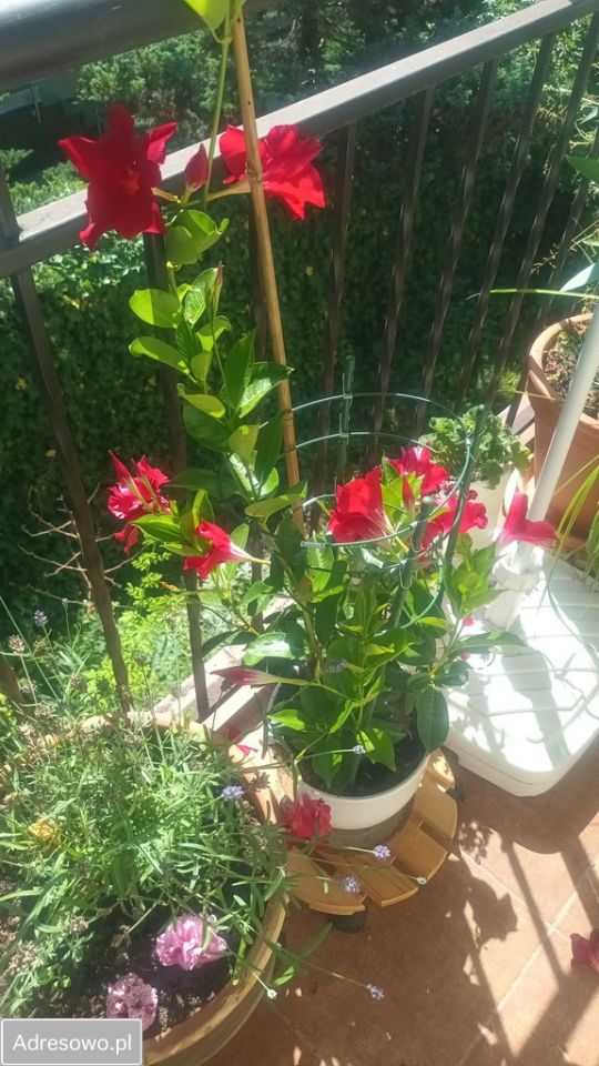 Mieszkanie 2-pokojowe Poznań Smochowice, ul. Olecka. Zdjęcie 11