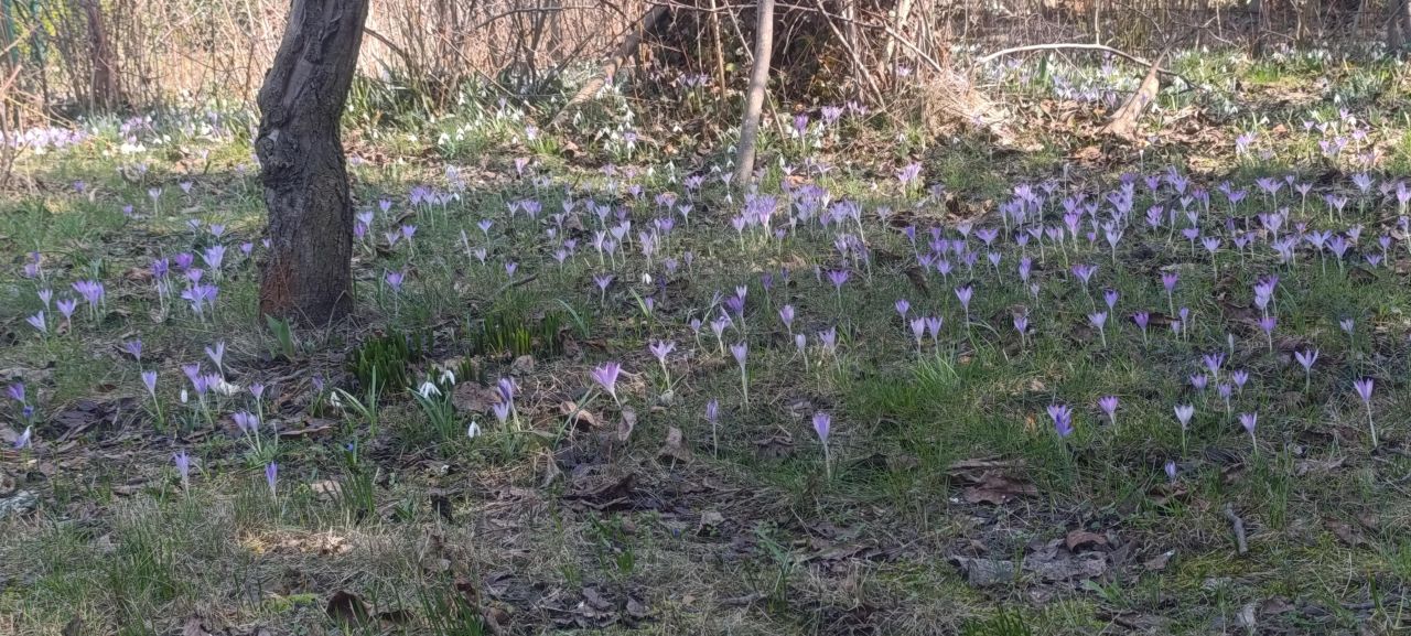 Działka rod Warszawa Mokotów, al. Niepodległości. Zdjęcie 11