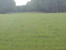 Działka rolno-budowlana Zygmuntówek. Zdjęcie 1