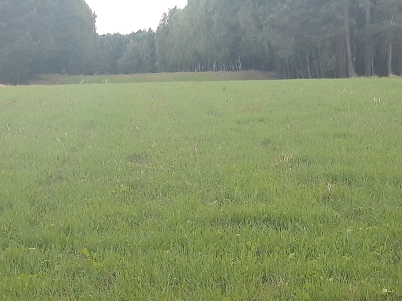 Działka rolno-budowlana Zygmuntówek. Zdjęcie 2