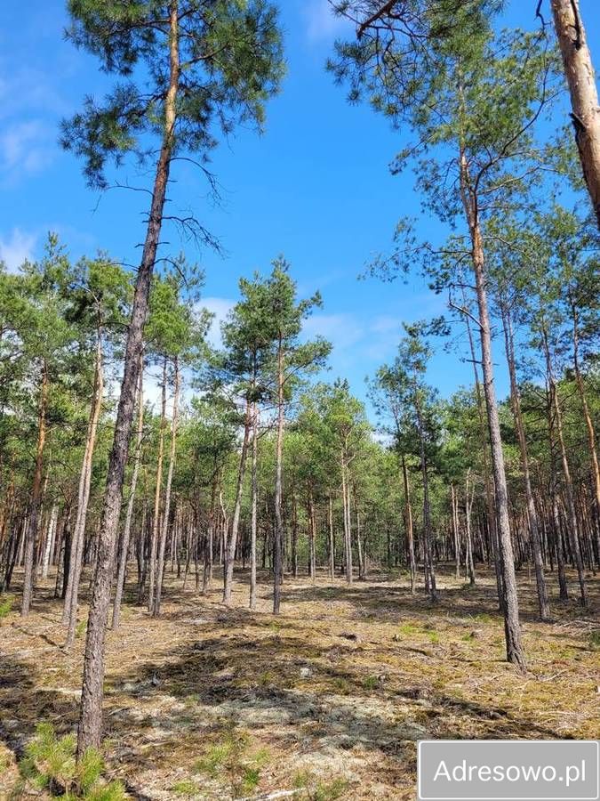 Działka leśna Łaz. Zdjęcie 8