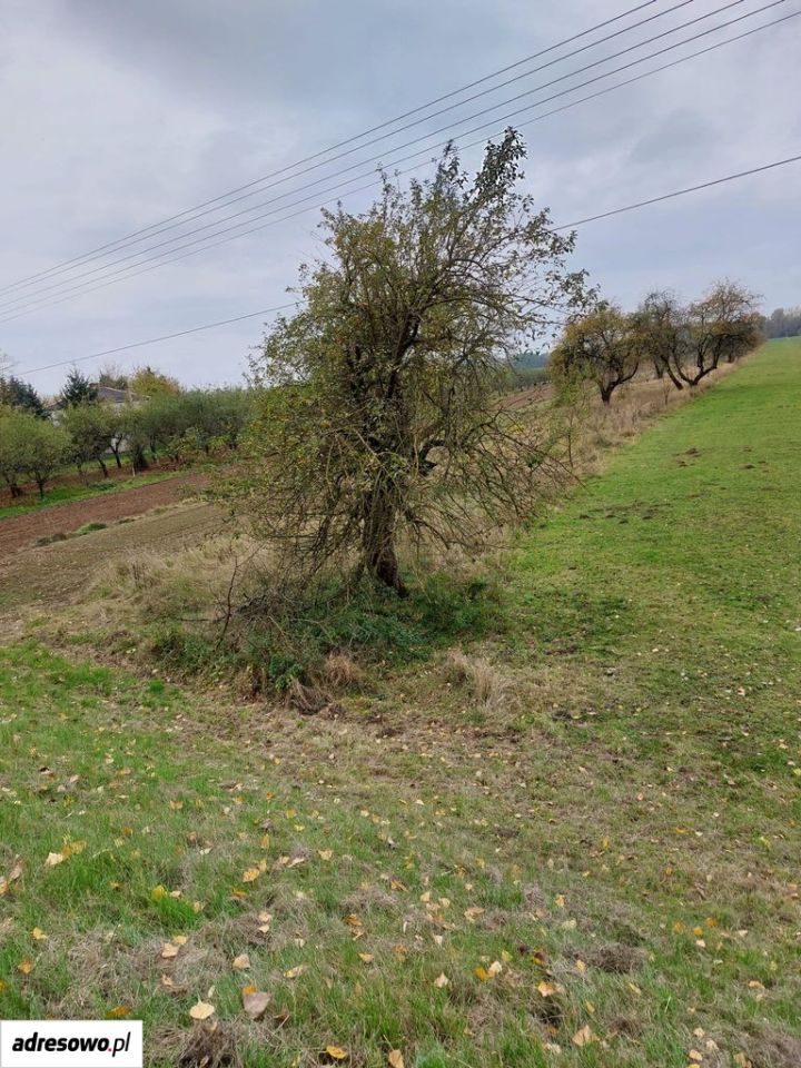Działka rolna Kolonia Nadwiślańska. Zdjęcie 2