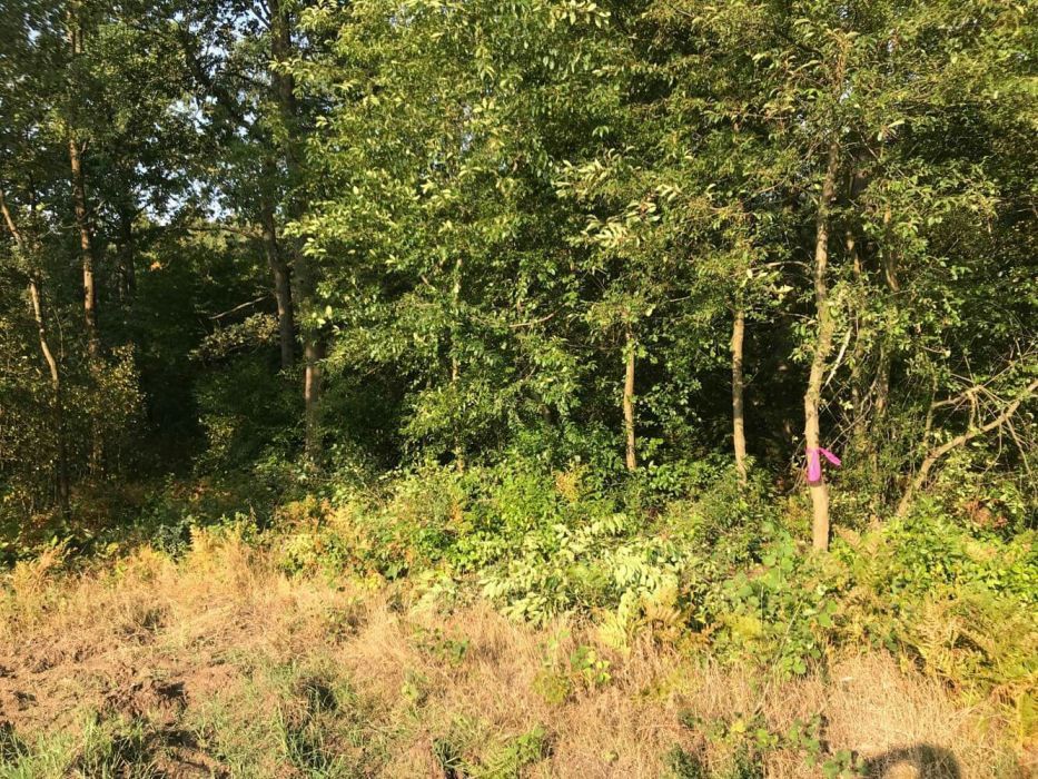 Działka budowlana Dobrogosty. Zdjęcie 3