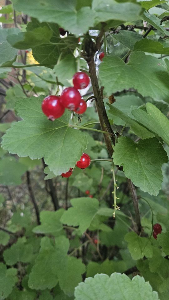 Działka rod Łódź Teofilów, al. Salomei Brynickiej. Zdjęcie 6