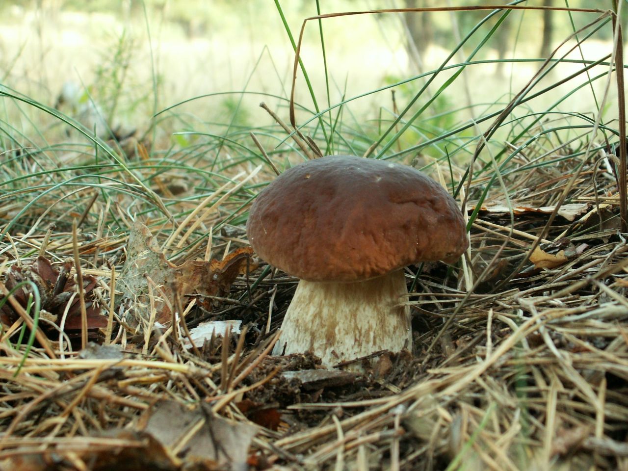 Działka rolno-budowlana Łowyń, Leśna. Zdjęcie 10