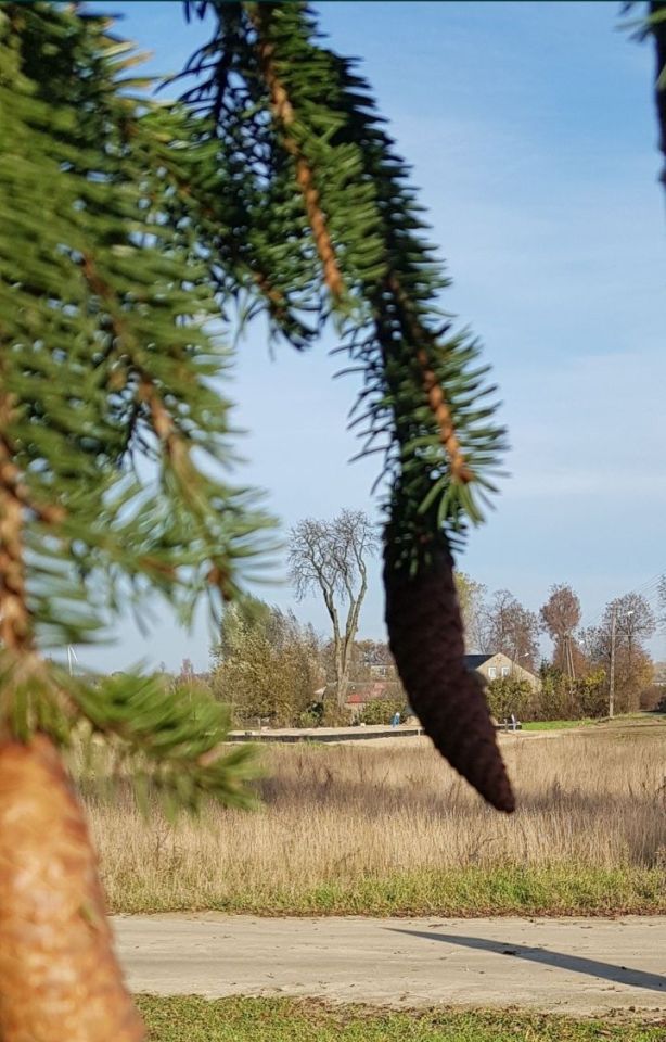 Działka budowlana Wymysłowo. Zdjęcie 7