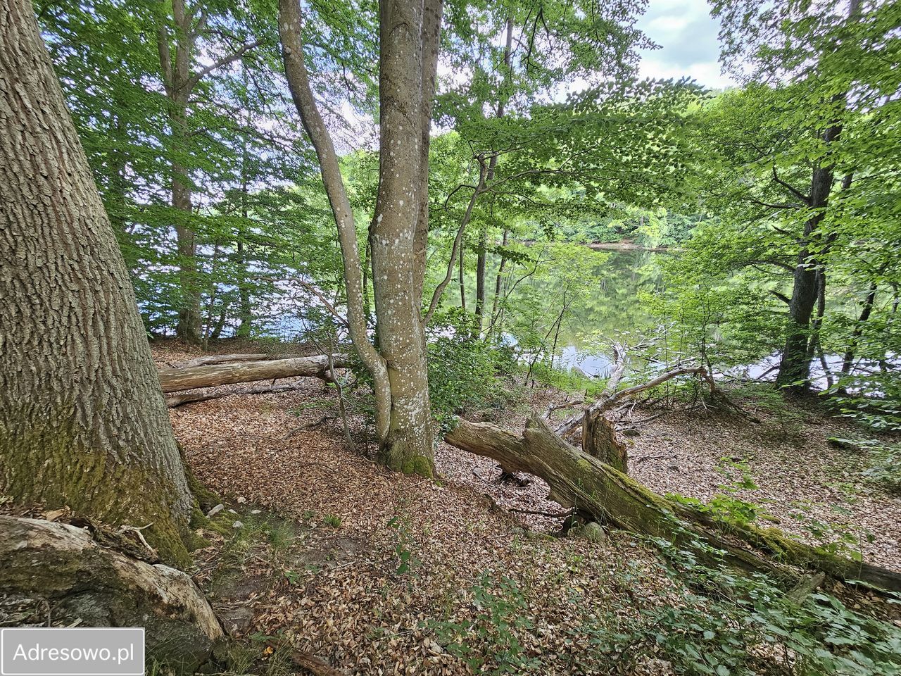 Działka Cybulin. Zdjęcie 3
