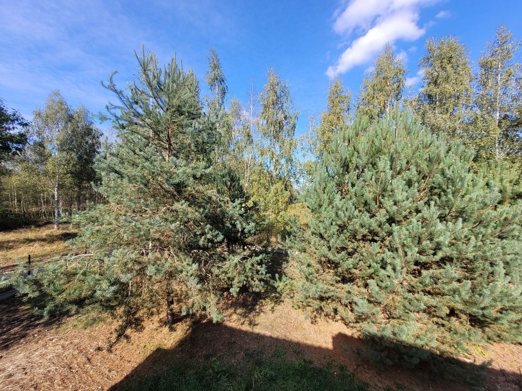 dom wolnostojący, 5 pokoi Złotokłos. Zdjęcie 38