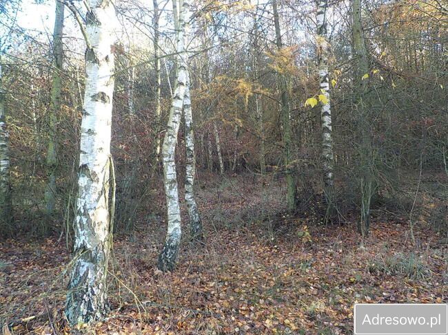 Działka Ludowice. Zdjęcie 10