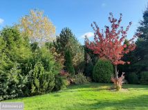 Działka budowlana Łąck, ul. Miodowa. Zdjęcie 2