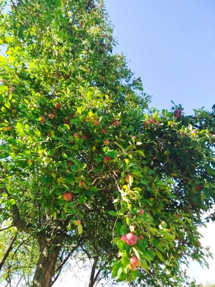 Działka rod Iłża. Zdjęcie 5