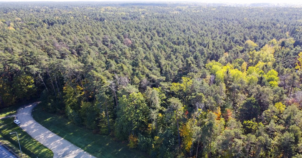Działka leśna Sękocin-Las, ul. Iglasta. Zdjęcie 2